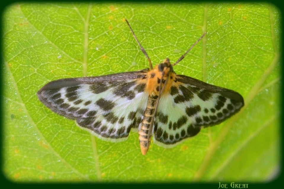 Anania hortulata - tarka csalánmoly