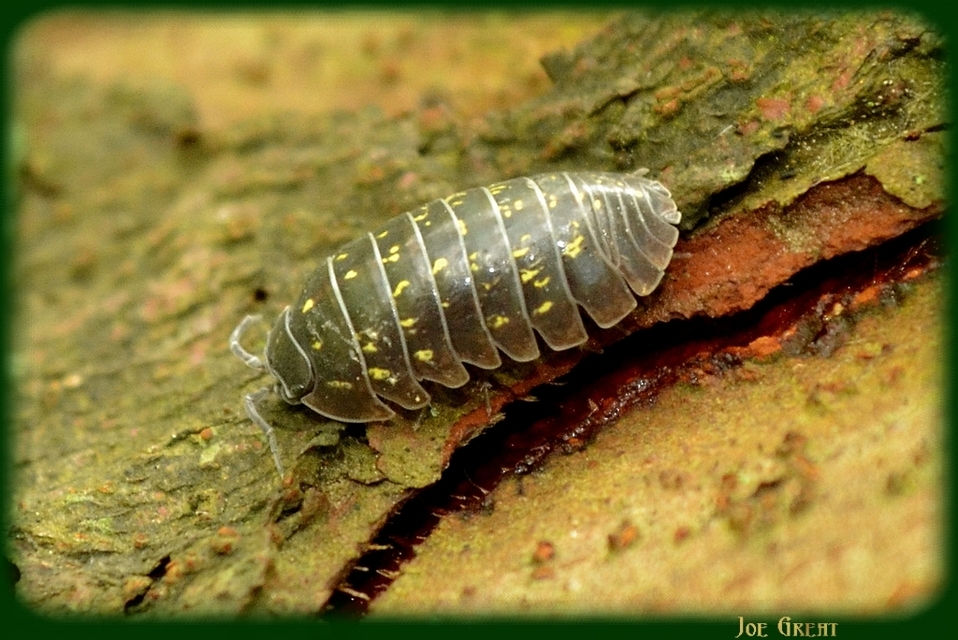 Armadillidium vulgare - szürke gömbászka