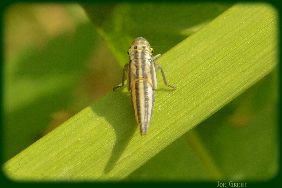 Cicadella viridis - méregzöld kabóca