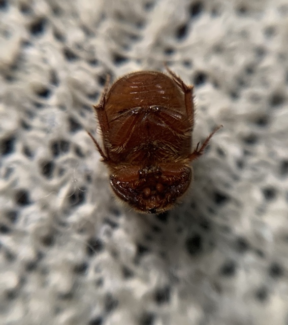 Ochodaeus chrysomeloides - alkonyati homoktúróbogár Ochodaeus chrysomeloides - alkonyati homoktúróbogár