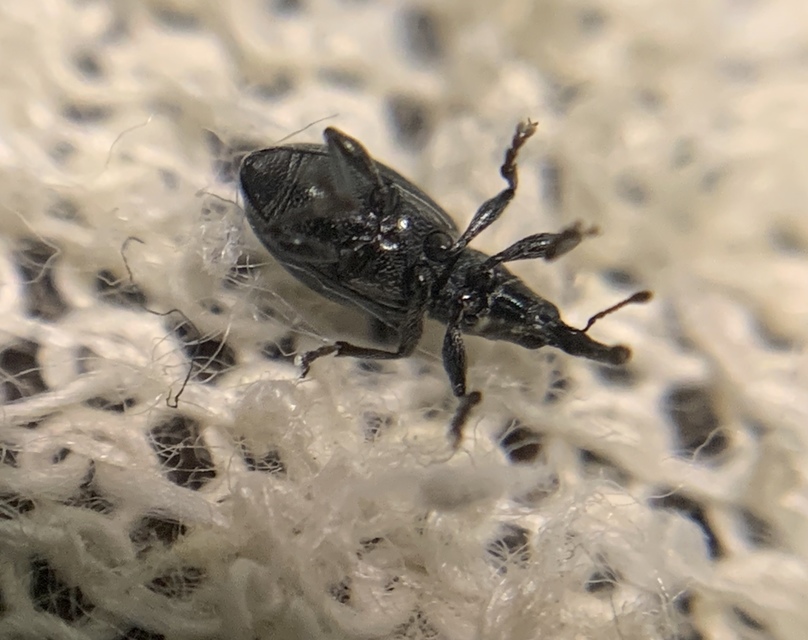 Aspidapion validum - magaspajzsocskájú cickányormányos