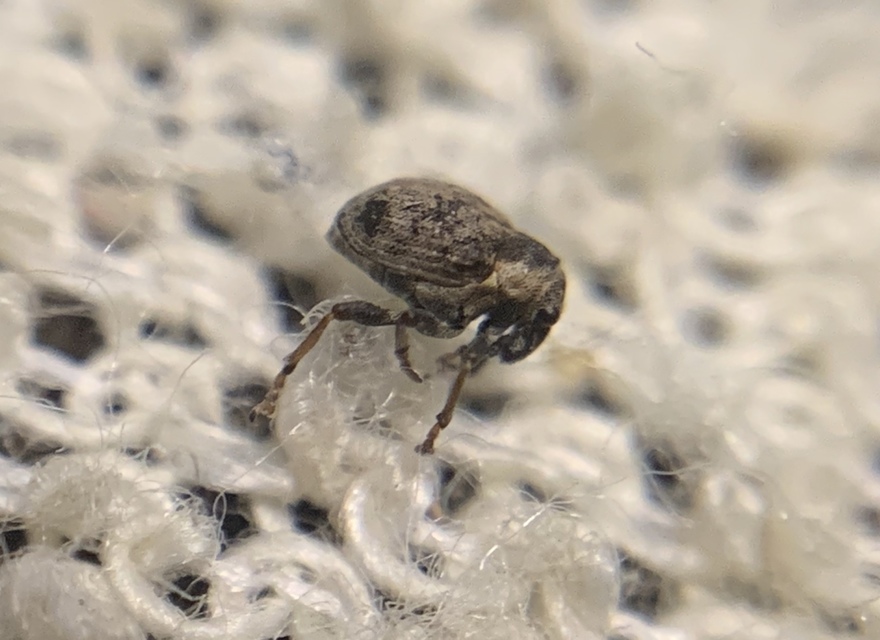 Pelenomus commari - közönséges keserűfű-ormányos