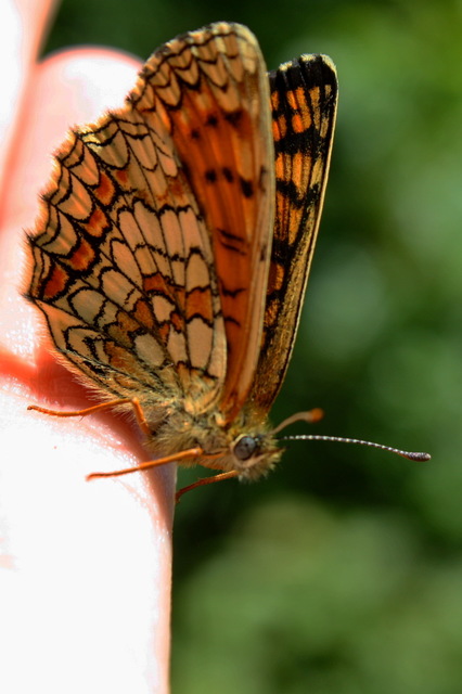 Melitaea athalia - közönséges tarkalepke