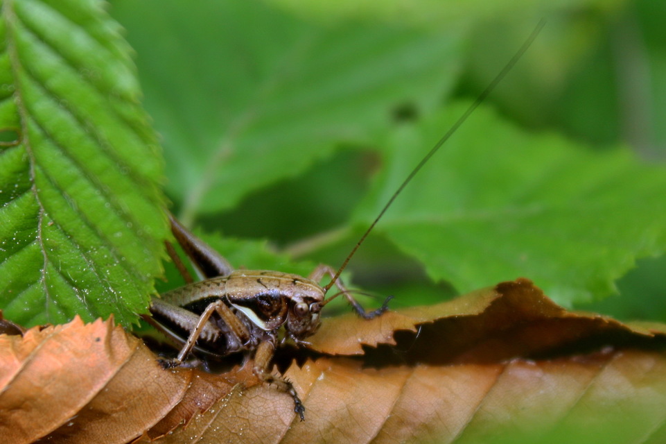 Pholidoptera aptera - nagy avarszöcske