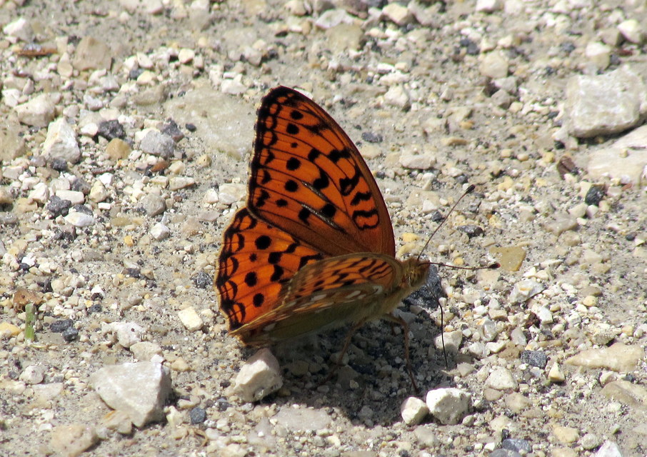 Argynnis adippe - ezüstös gyöngyházlepke
