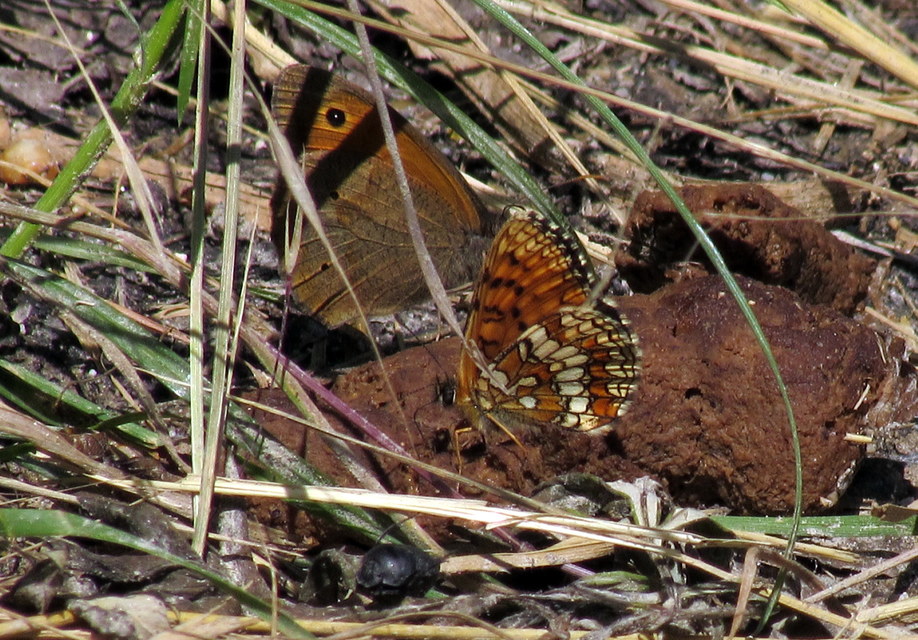 Melitaea athalia - közönséges tarkalepke