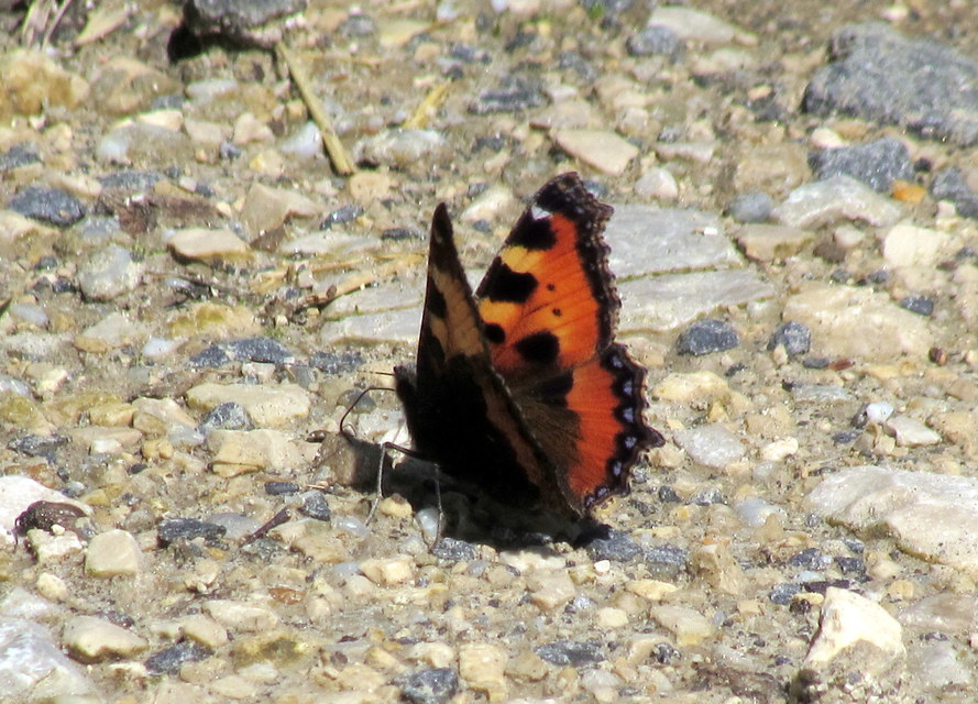 Nymphalis urticae - kis rókalepke
