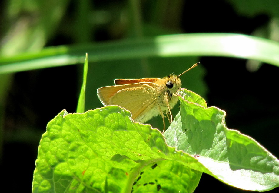Thymelicus lineola - vonalas busalepke