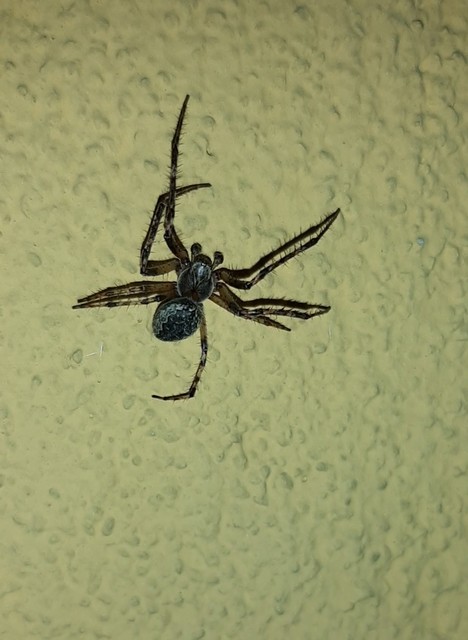 Larinioides ixobolus - ereszalji keresztespók