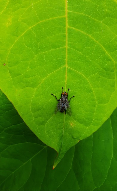 Sarcophagidae - húslégyfélék