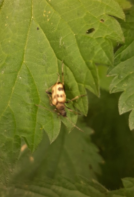 Pachytodes cerambyciformis - változékony virágcincér