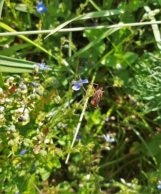 Rhynocoris iracundus - közönséges gyilkospoloska