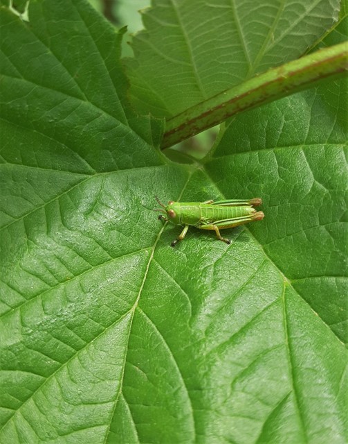 Odontopodisma decipiens - déli hegyisáska