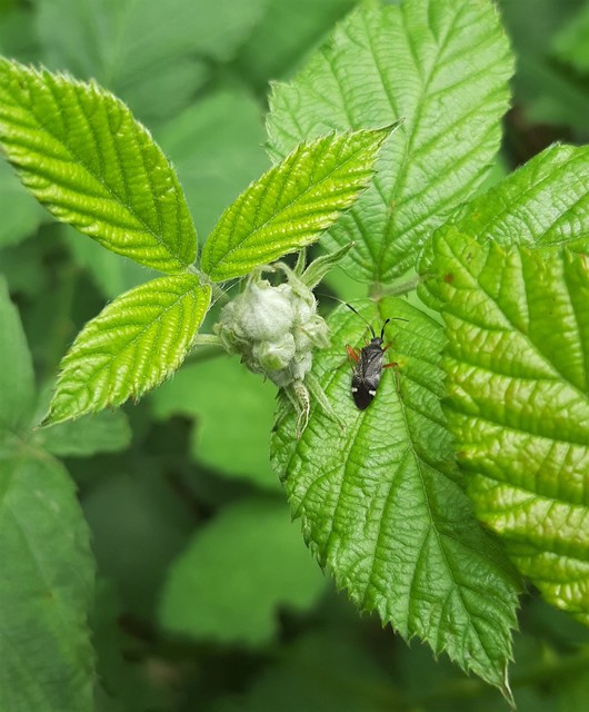 Closterotomus biclavatus - aranyszőrű mezeipoloska