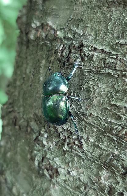 Trypocopris vernalis - tavaszi álganéjtúró