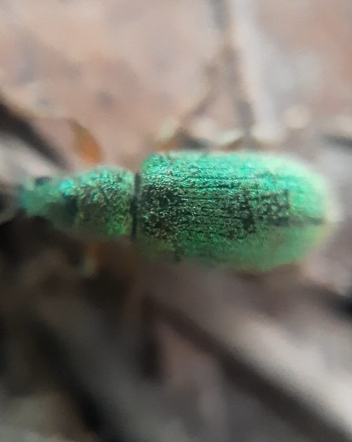 Phyllobius maculicornis - galagonya-levélormányos