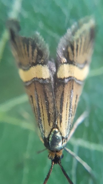 Nemophora degeerella - pompás tőrösmoly