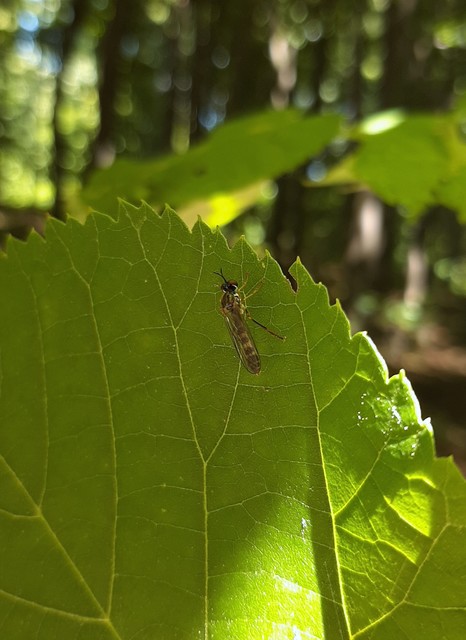 Dioctria