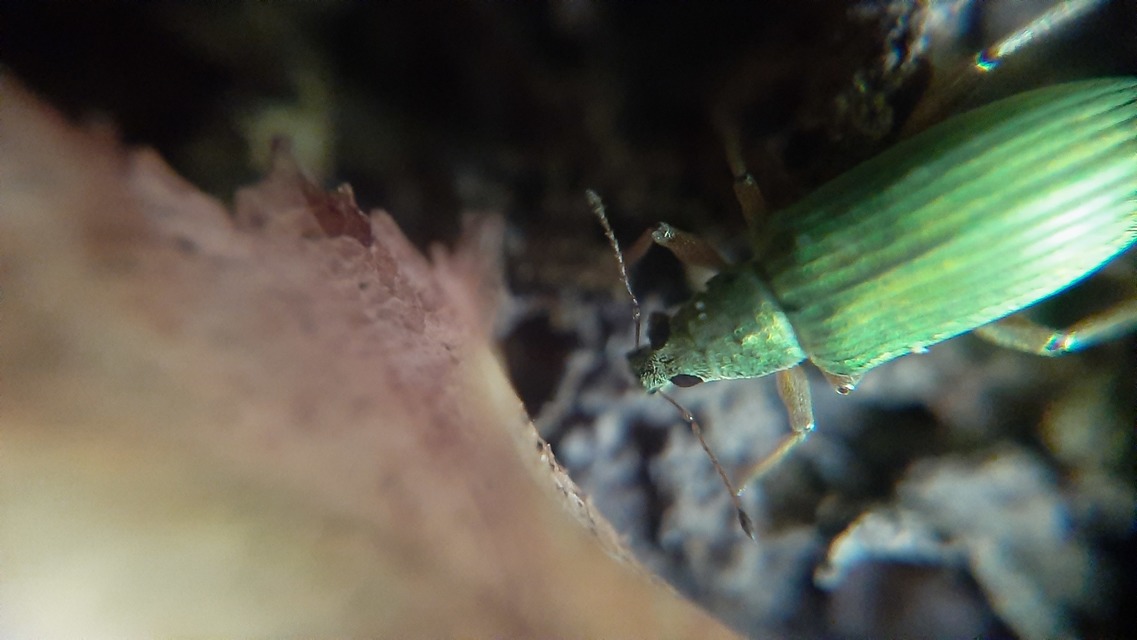 Polydrusus formosus - selymes lombormányos