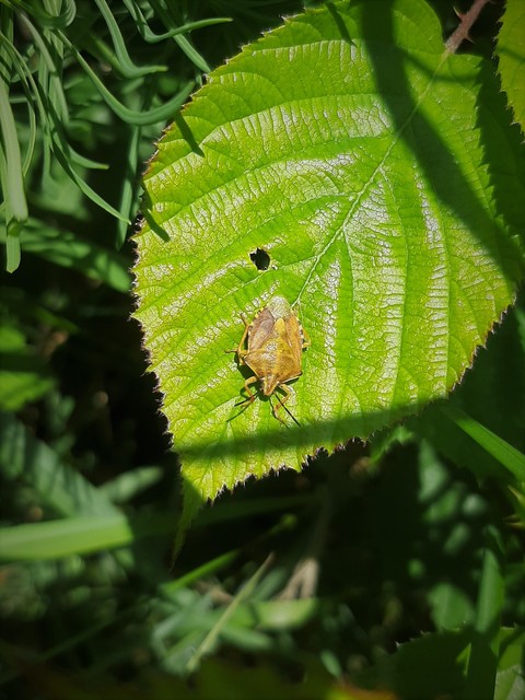 Carpocoris