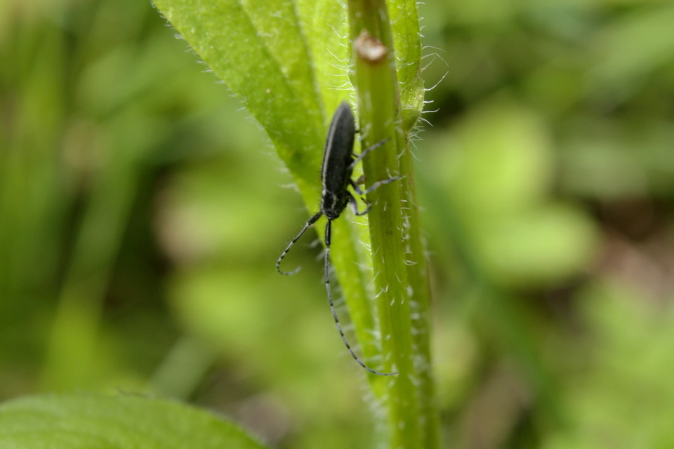 Agapanthia cardui - sávos bogáncscincér