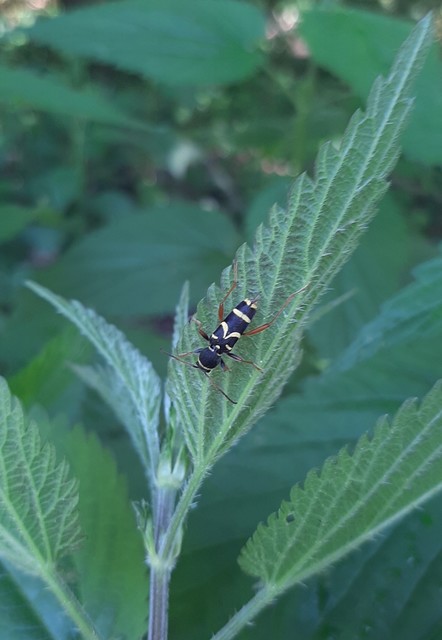 Clytus arietis - közönséges darázscincér
