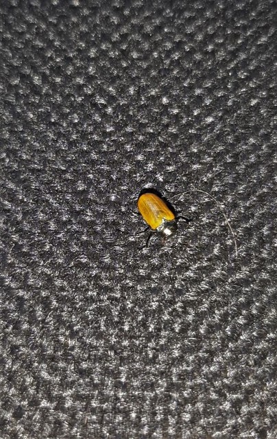 Labidostomis Labidostomis