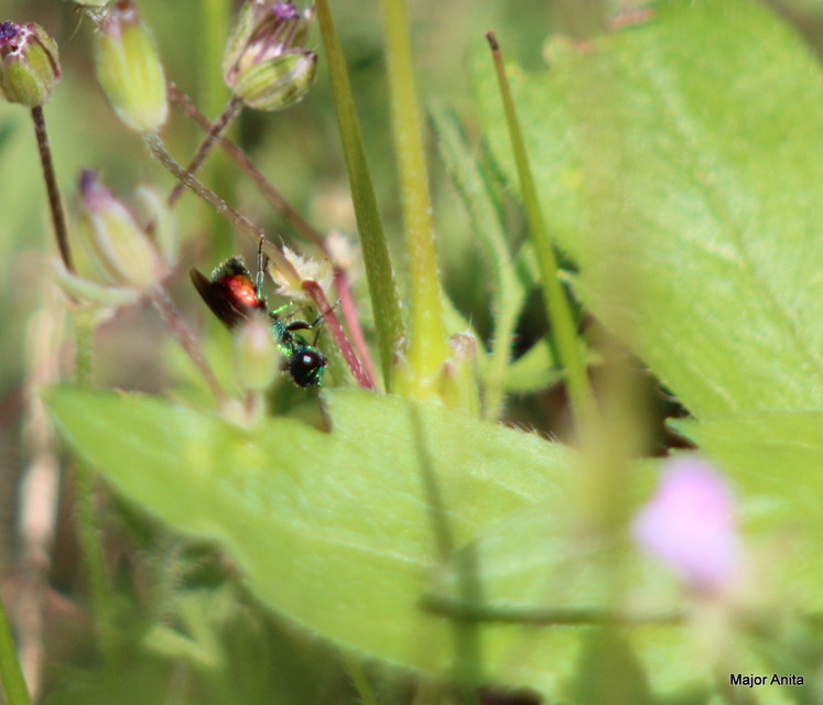 Chrysididae - fémdarazsak