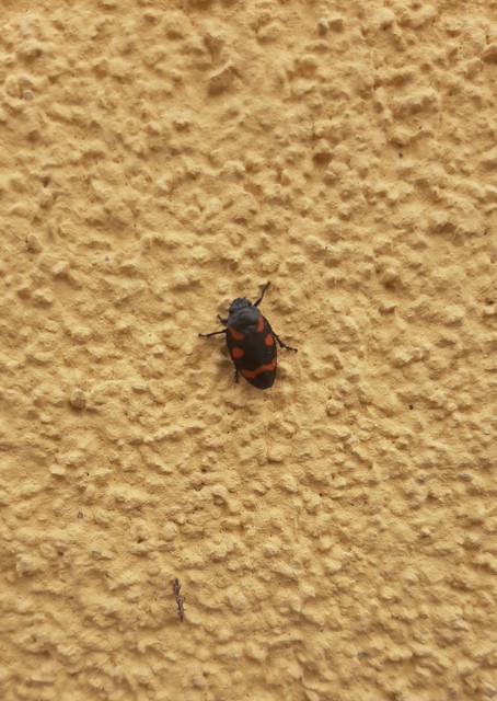 Cercopis sanguinolenta