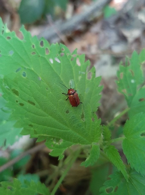 Cryptocephalus coryli - mogyoró-zömökbogár