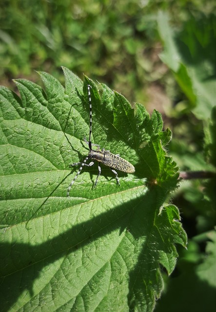 Agapanthia villosoviridescens - fehérgyűrűs bogáncscincér