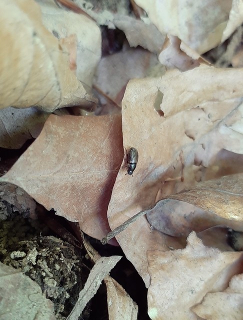 Aphodius obliteratus - sötétjegyű trágyabogár