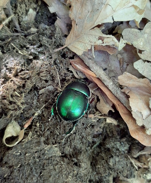 Trypocopris vernalis - tavaszi álganéjtúró