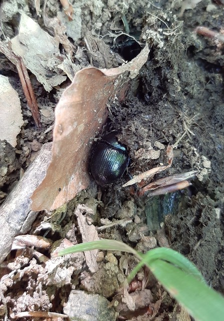 Anoplotrupes stercorosus - erdei álganéjtúró