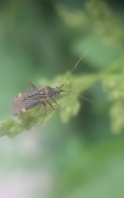 Closterotomus fulvomaculatus - komlópoloska Closterotomus fulvomaculatus - komlópoloska
