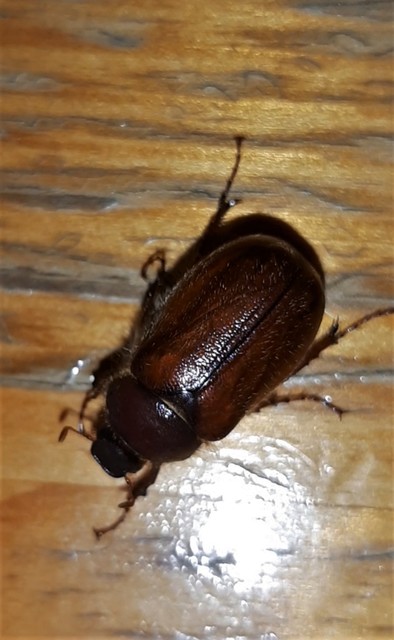 Holochelus vernus - tavaszi cserebogár