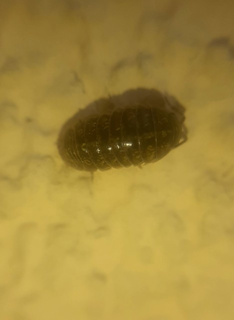 Armadillidium vulgare - szürke gömbászka