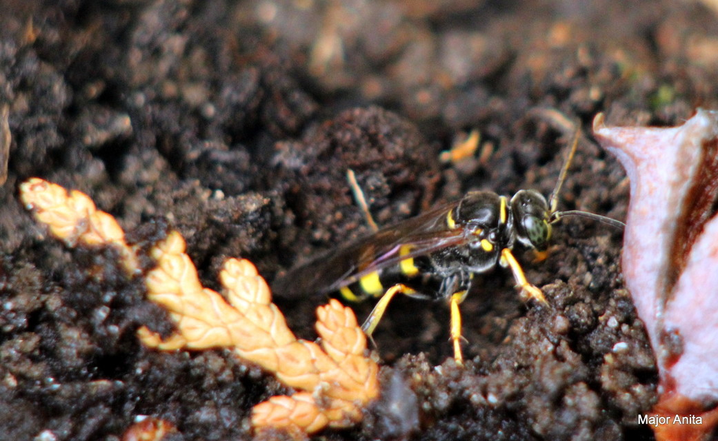 Crabronidae - szitásdarazsak