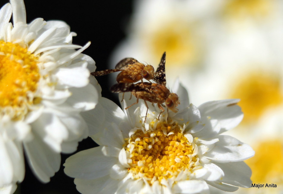Tephritidae - fúrólégyfélék