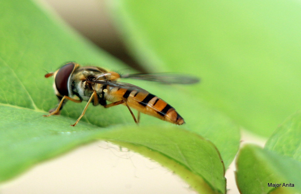Episyrphus balteatus - ékfoltos zengőlégy