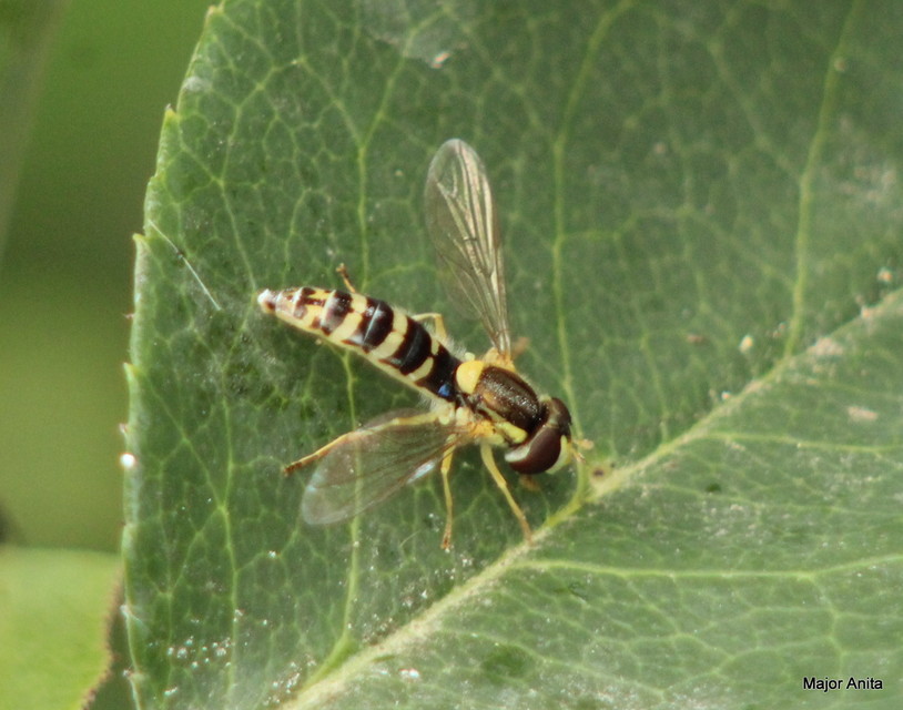 Sphaerophoria
