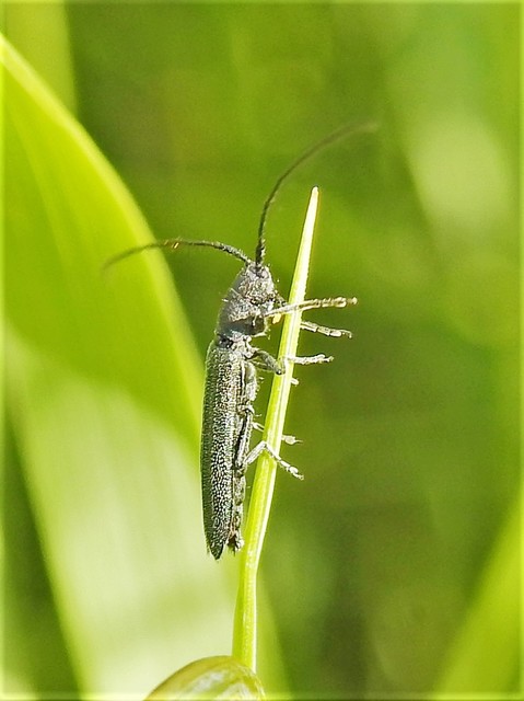 Theophilea subcylindricollis - hengeres szalmacincér