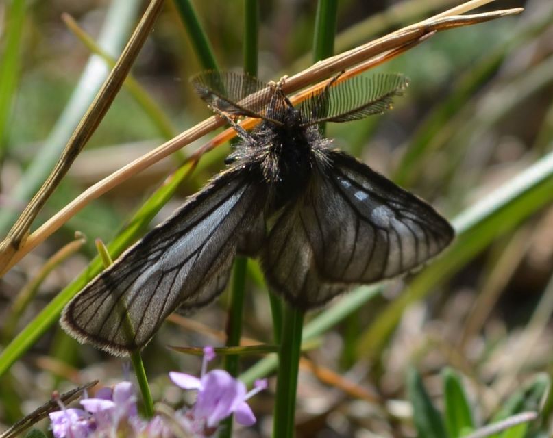 Pentophera morio - réti gyapjaslepke