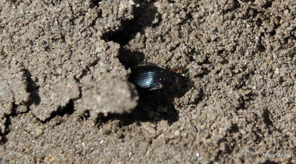 Harpalus distinguendus - mezei lomhafutó