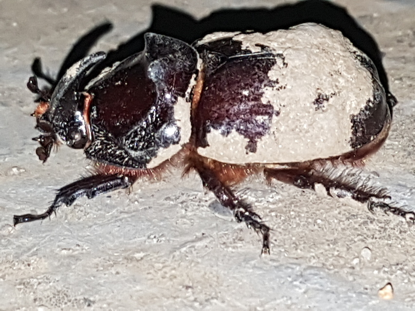 Oryctes nasicornis - orrszarvú bogár