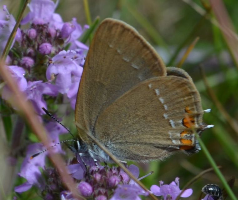 Satyrium acaciae - akác-csücsköslepke