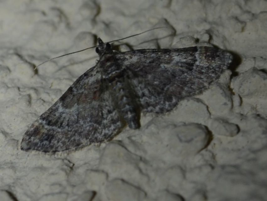 Gymnoscelis rufifasciata - vöröscsíkos törpearaszoló