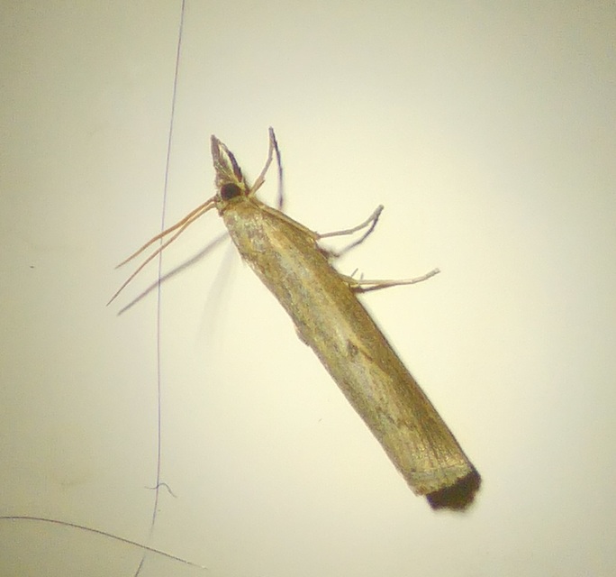 Pediasia contaminella - mocskos fűgyökérmoly