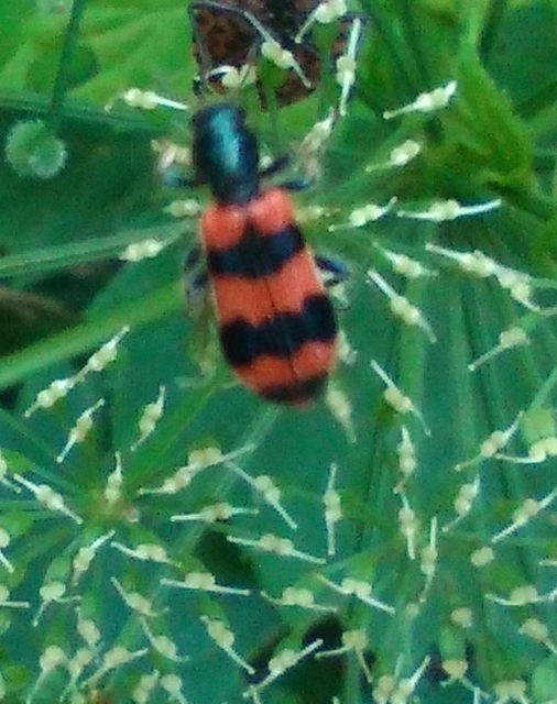 Trichodes apiarius - szalagos méhészbogár