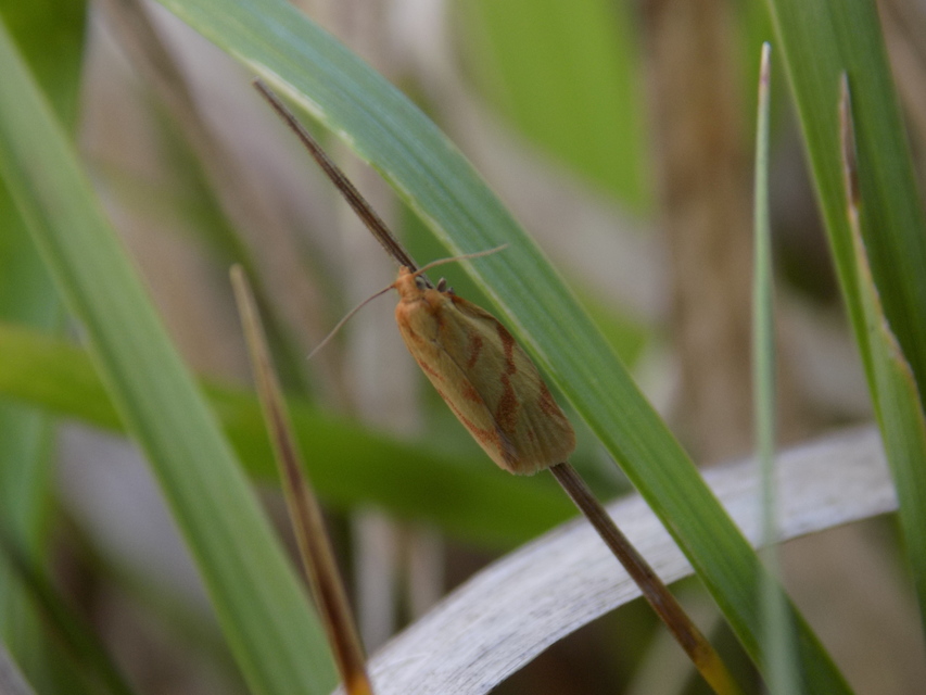 Clepsis pallidana - aranysárga sodrómoly